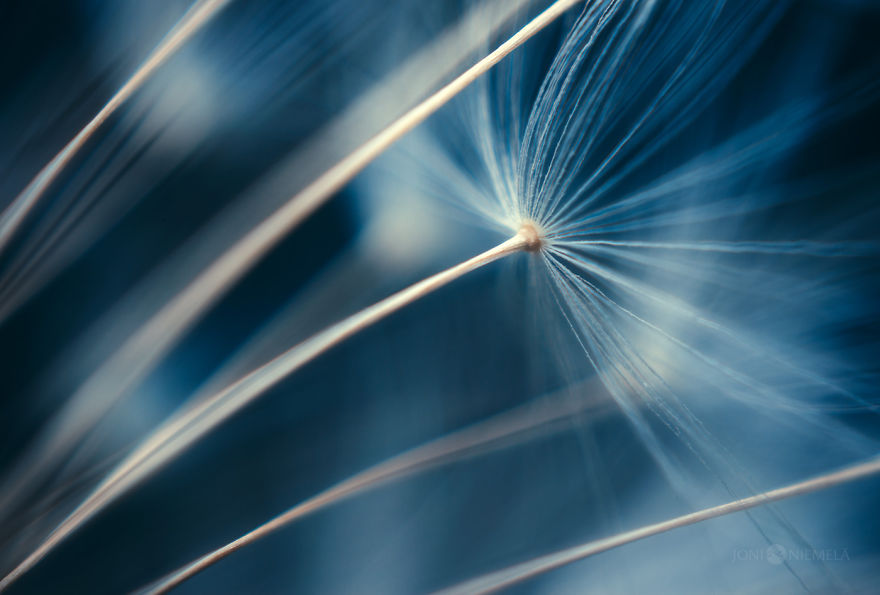 Seeds: I've Spent Several Years Photographing Various Plant Seeds