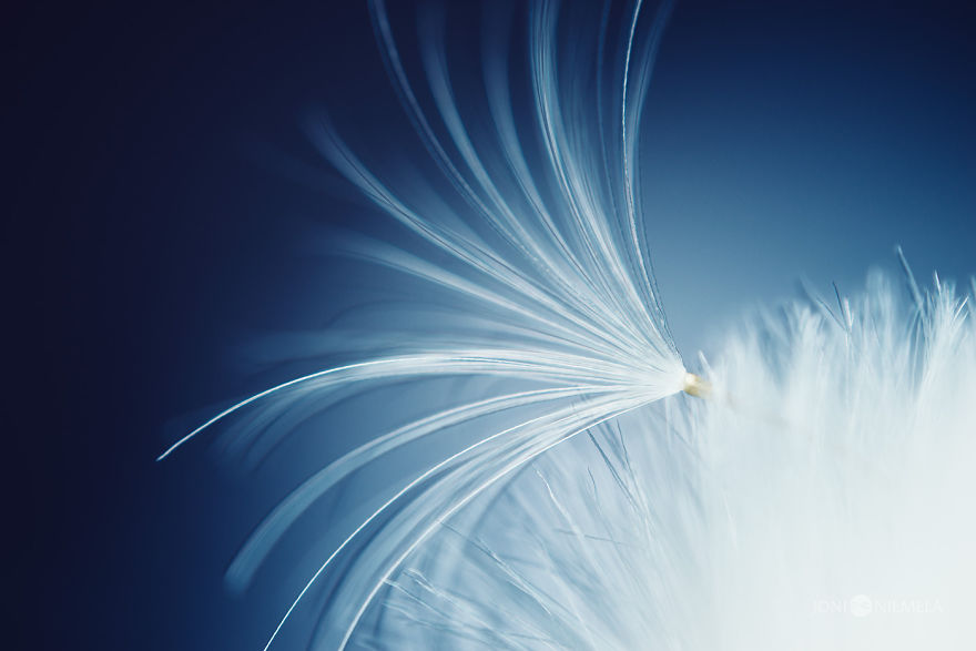 Seeds: I've Spent Several Years Photographing Various Plant Seeds