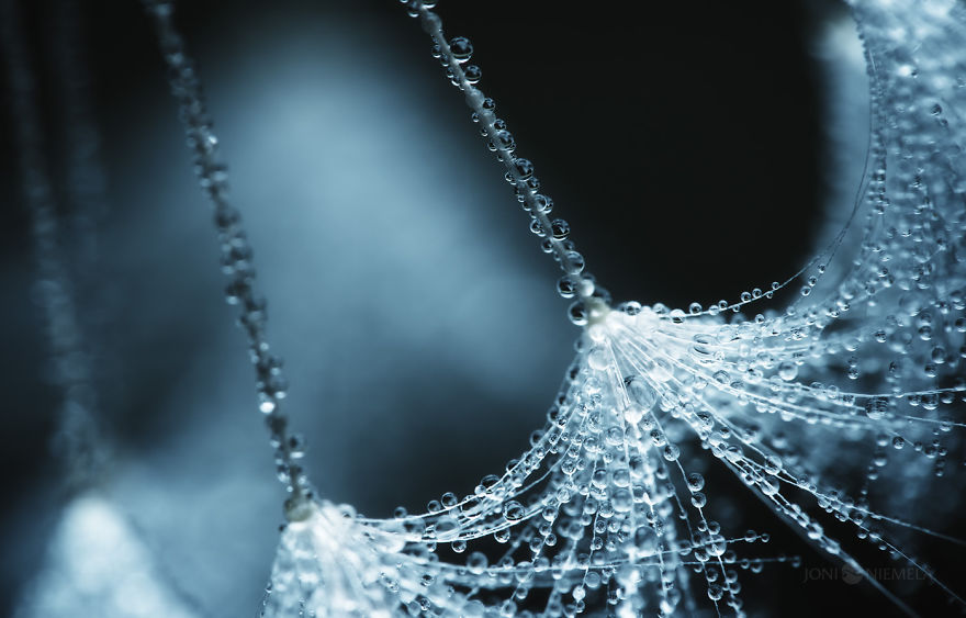 Seeds: I've Spent Several Years Photographing Various Plant Seeds