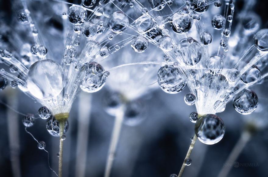 Seeds: I've Spent Several Years Photographing Various Plant Seeds