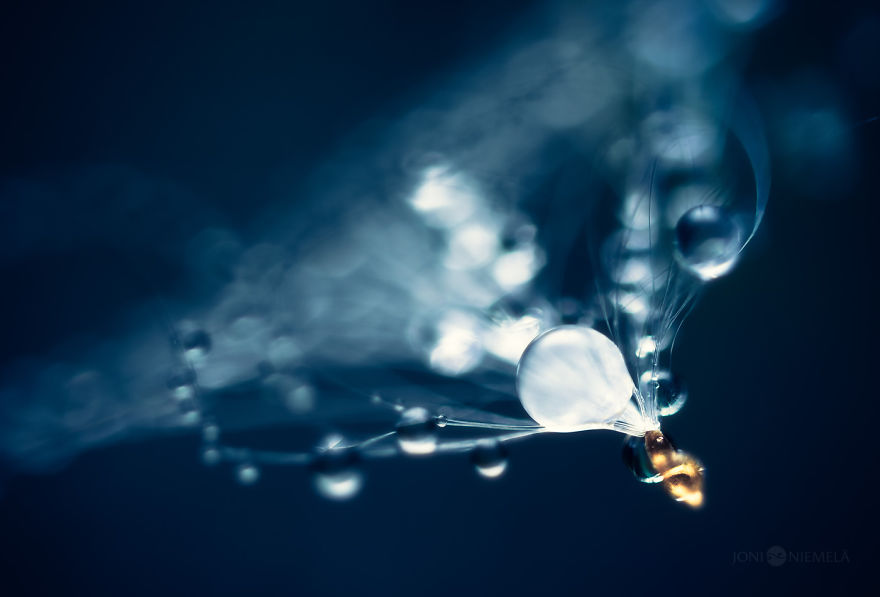 Seeds: I've Spent Several Years Photographing Various Plant Seeds