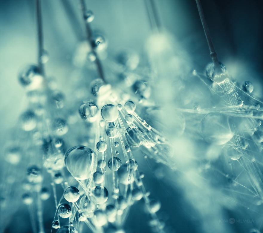 Seeds: I've Spent Several Years Photographing Various Plant Seeds