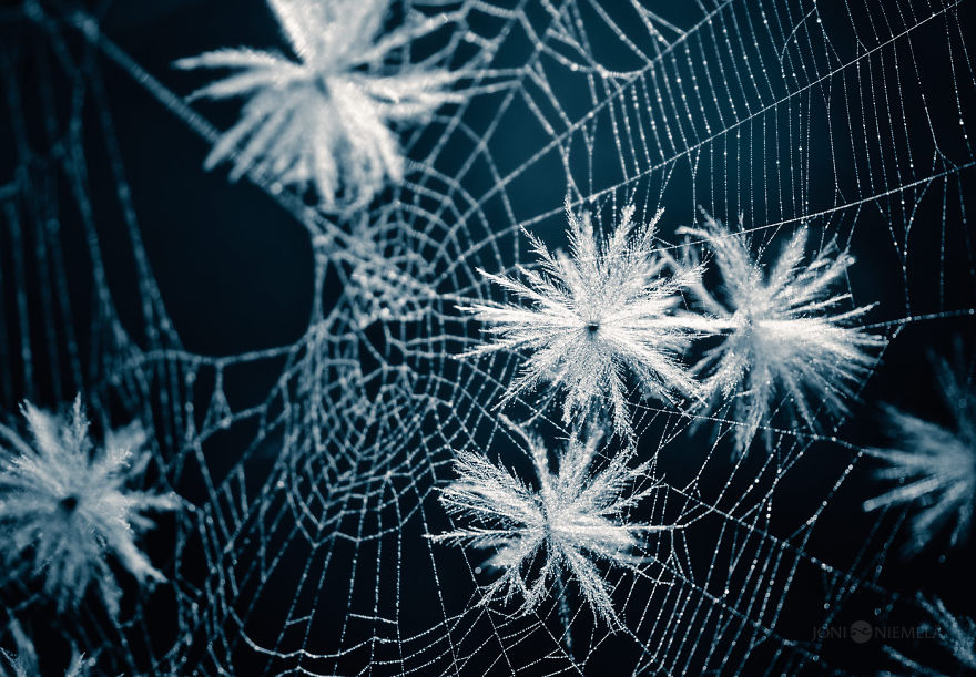 Seeds: I've Spent Several Years Photographing Various Plant Seeds