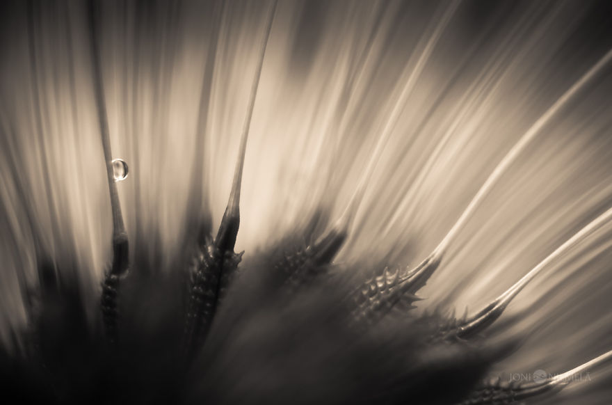 Seeds: I've Spent Several Years Photographing Various Plant Seeds