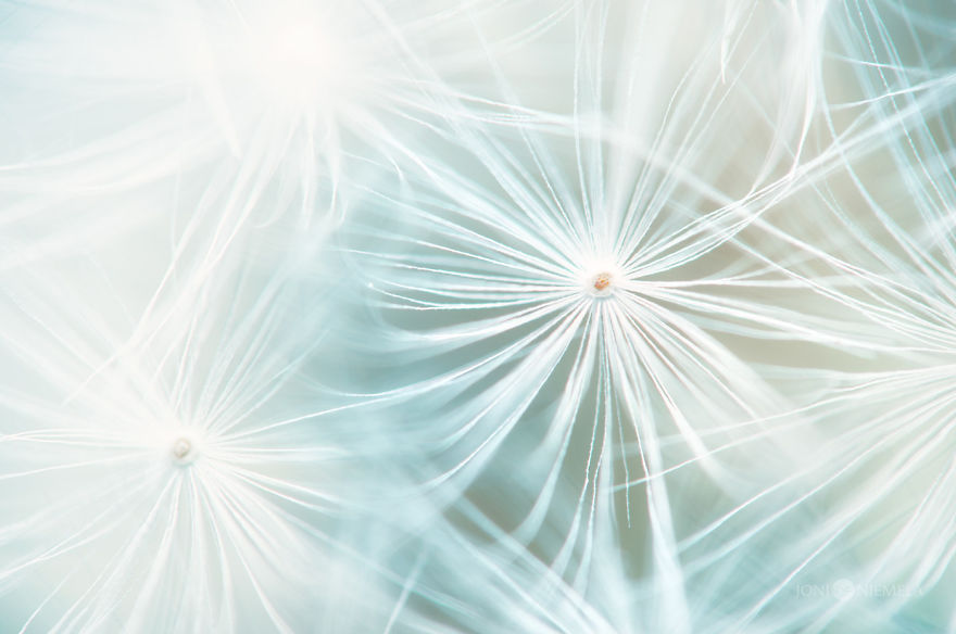 Seeds: I've Spent Several Years Photographing Various Plant Seeds