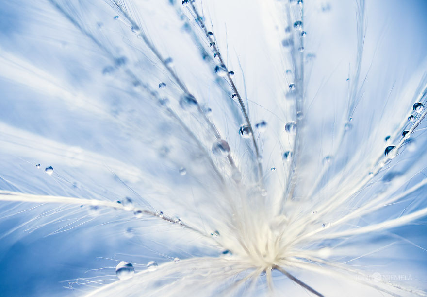 Seeds: I've Spent Several Years Photographing Various Plant Seeds