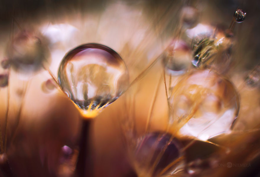 Seeds: I've Spent Several Years Photographing Various Plant Seeds