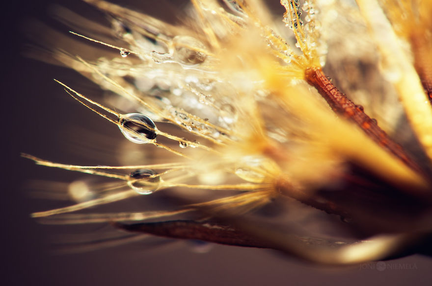 Seeds: I've Spent Several Years Photographing Various Plant Seeds