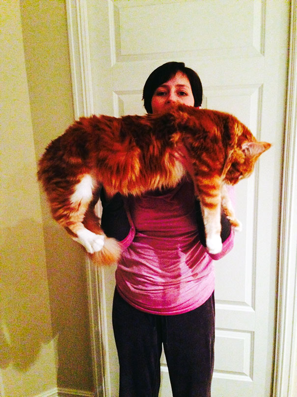 Person holding a large Maine C**n cat showing the size and fluffy fur of these giant kitties with soft character.