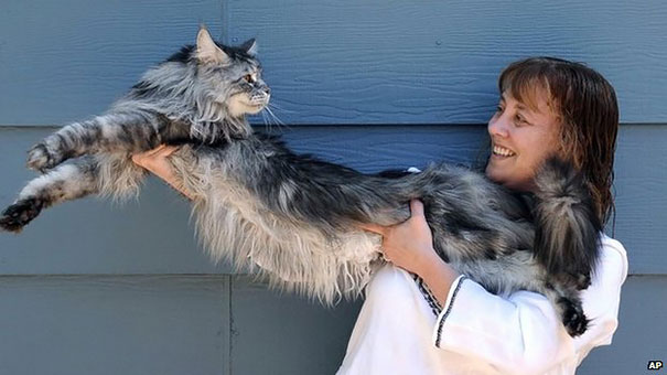 Woman holding a large Maine C**n cat, showcasing the breed's impressive size and soft character.