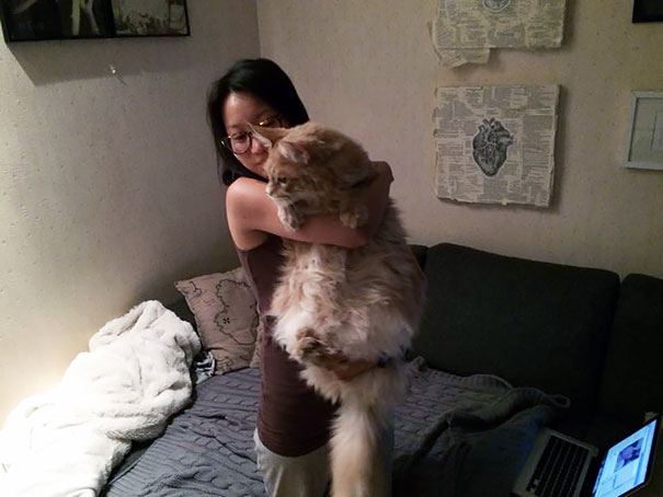 Woman holding a large Maine C**n cat indoors, showcasing the size and fluffy character of the giant kitty.