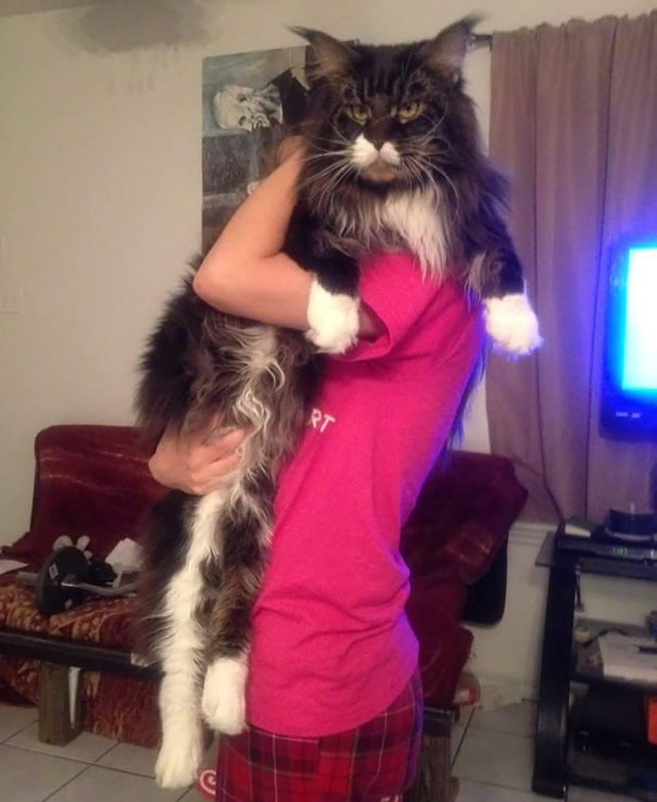 A person in red pajamas holding a large Maine C**n cat with white paws and fluffy fur in a cozy room.