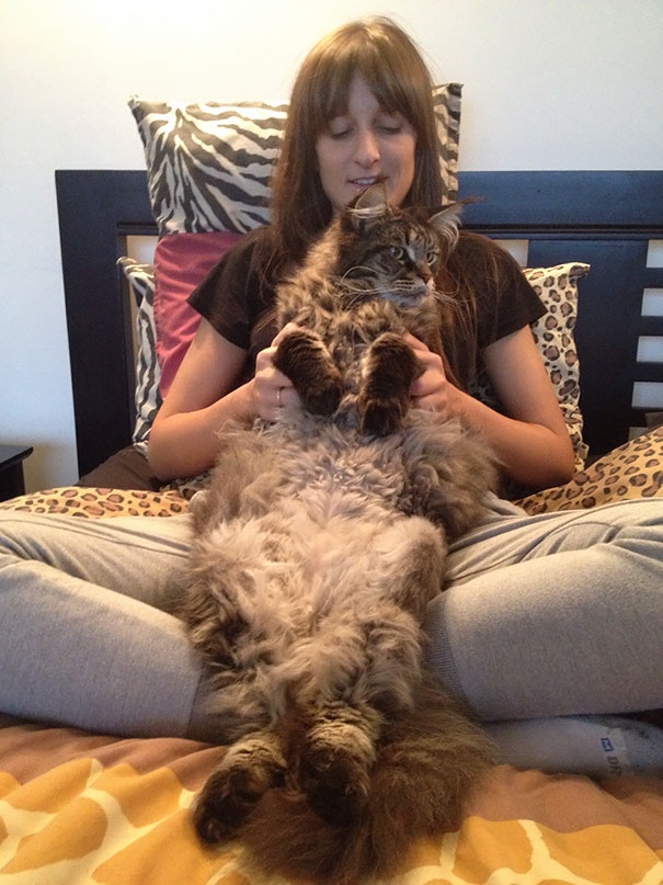 Woman sitting on bed holding a large Maine C**n cat with fluffy fur and a calm expression