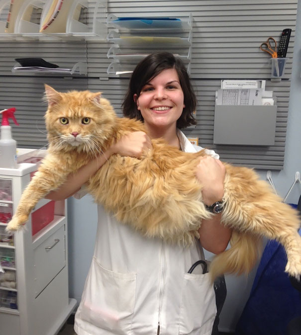 A woman holding a large Maine C**n cat with fluffy orange fur in an office setting.