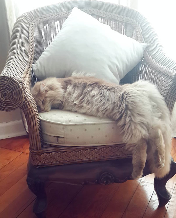 Maine C**n cat sleeping on a wicker chair with a cushion, showcasing its long, fluffy fur and gentle posture.