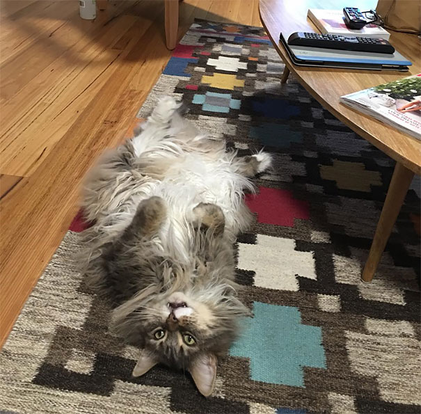 Maine C**n cat relaxing on colorful rug, showcasing its fluffy fur and gentle expression.