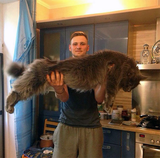 Man holding a large, fluffy Maine C**n cat in a kitchen setting.