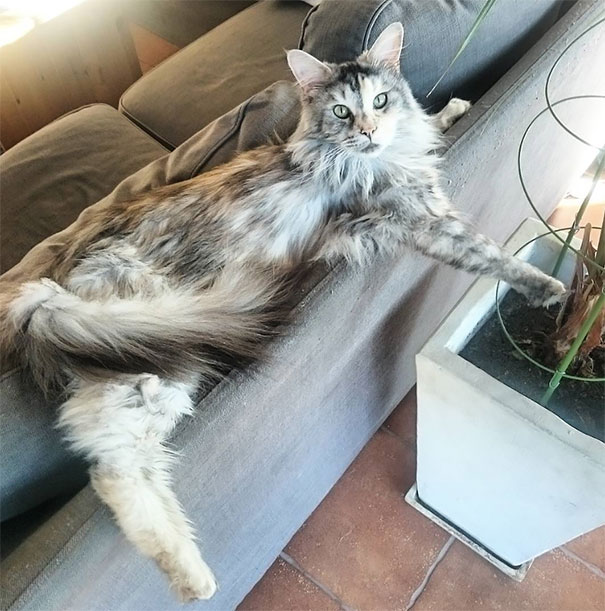 Maine C**n cat lounging on a gray sofa with its paw resting on a nearby plant pot indoors.