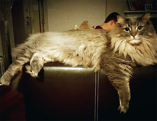 A large Maine C**n cat lounging on a leather couch with its long fur draped elegantly.