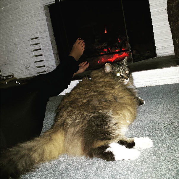 Large Maine C**n cat with thick fur relaxing on carpet near a roaring fireplace and a person's feet resting nearby.