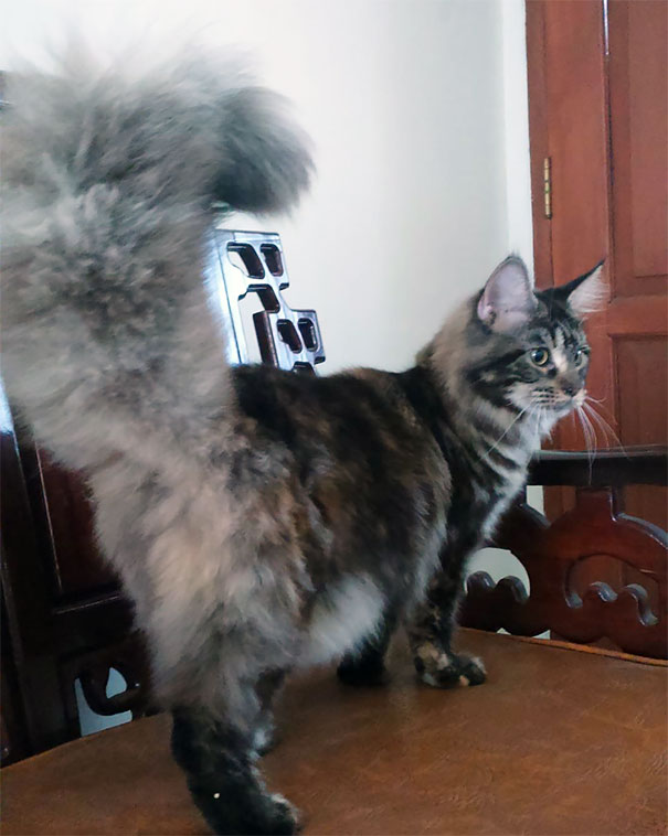 Maine C**n cat with a bushy tail standing on a wooden chair, displaying its soft and gentle character.