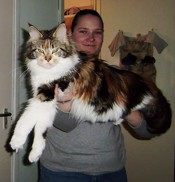 A giant Maine C**n cat being held by a person, showcasing its massive size and fluffy fur.