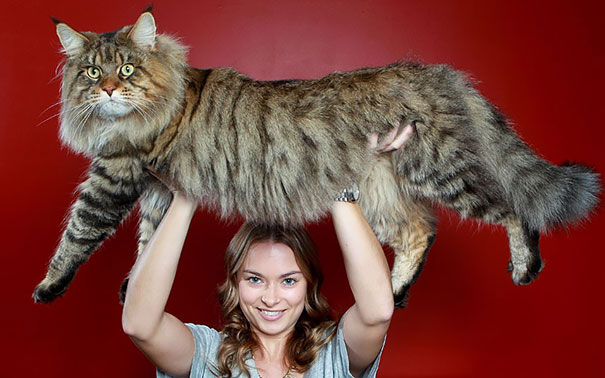 Woman holding a large Maine C**n cat against a red background, showcasing its soft fur and size.