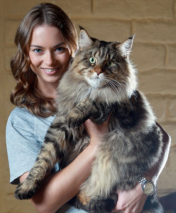 A smiling woman holds a large Maine C**n cat, showcasing its size and fluffy fur.