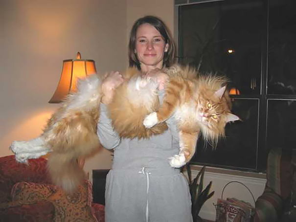 Woman holding a giant Maine C**n cat in her living room, showcasing the cat's fluffy fur and size.