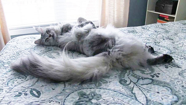 Fluffy Maine C**n cat lounging comfortably on a patterned bedspread, showcasing its long tail and soft fur.