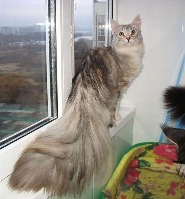 Maine C**n cat with a long fluffy tail sitting on a windowsill, gazing outside.