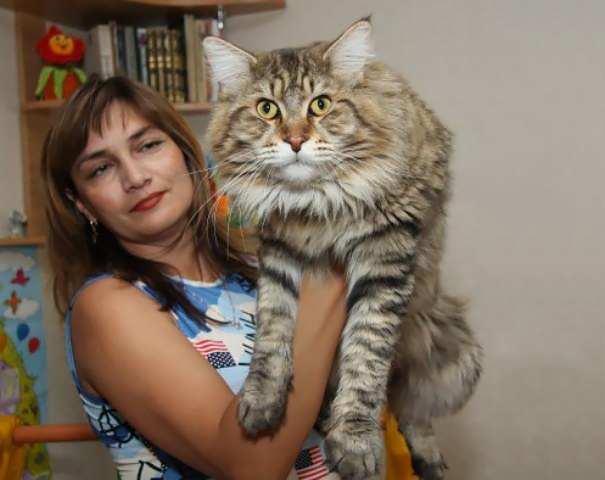 Woman holding a large, fluffy Maine C**n cat in a cozy room.