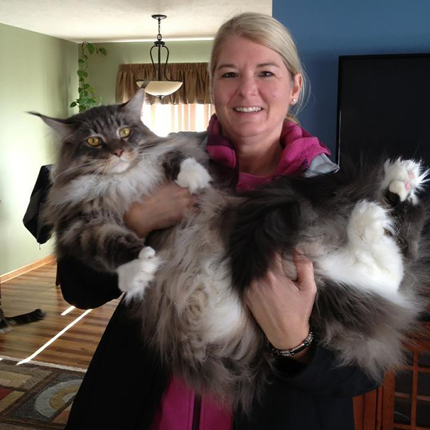 Woman holding a large Maine C**n cat in a cozy home setting.