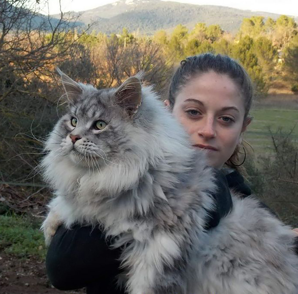 Woman holding a large, fluffy Maine C**n cat outdoors.