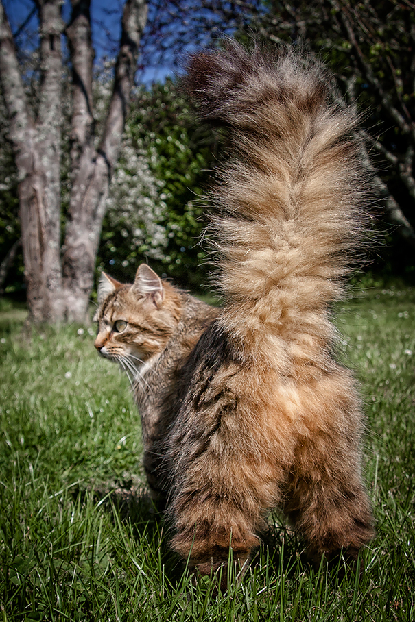 Maine C**n cat with fluffy tail in a sunny garden.
