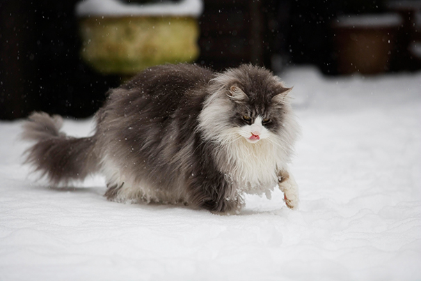 Maine C**n cat with fluffy fur walking through snow, showcasing its large size and gentle personality.