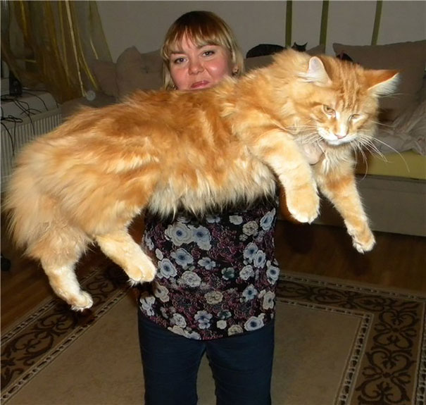 Woman holding a large fluffy orange Maine C**n cat indoors, showcasing the giant kitty's soft character.