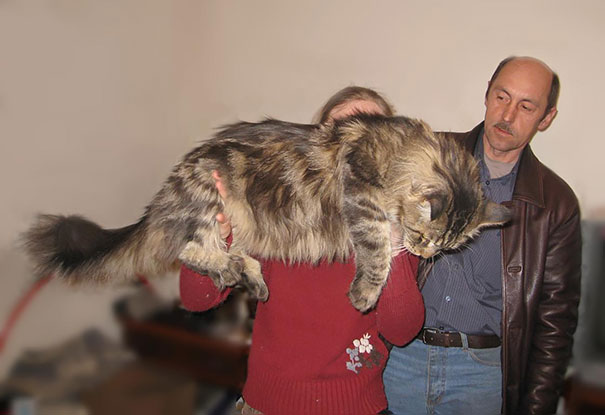 Person holding a large Maine C**n cat indoors while a man looks on, showcasing giant kitties with soft fur.
