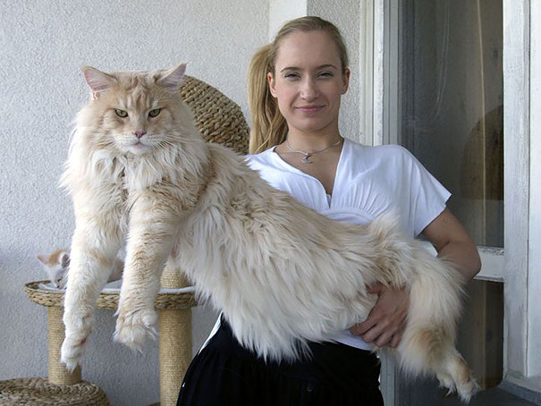 Woman holding a large Maine C**n cat, showcasing its size and fluffy coat.