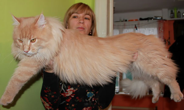A woman holding a large, fluffy Maine C**n cat indoors.
