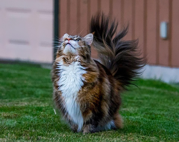 Maine C**n cat with a fluffy tail, looking upwards, standing on green grass.