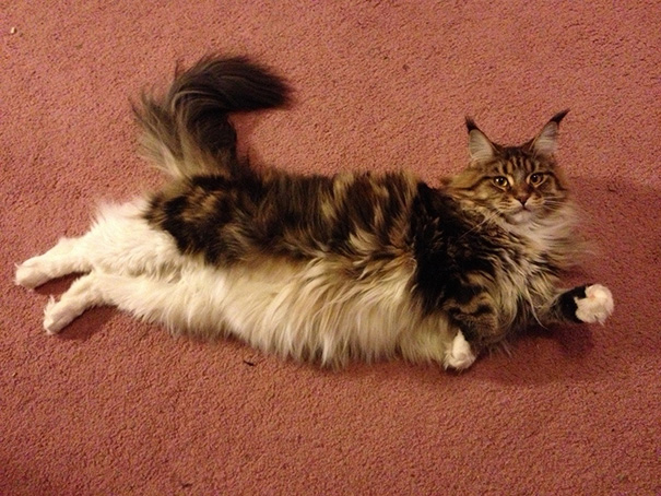 Maine C**n cat with long fluffy fur lying stretched out on a carpet, showcasing its large size and soft character.
