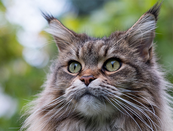 Close-up of a Maine C**n cat with thick fur and striking green eyes in a natural setting.