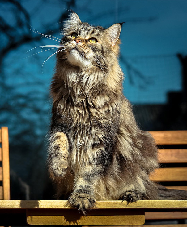 Maine C**n cat sitting on a wooden bench, showcasing its large size and fluffy fur in a sunny outdoor setting.