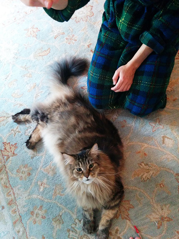 A large Maine C**n cat lounging on a patterned rug beside a person in a plaid robe.