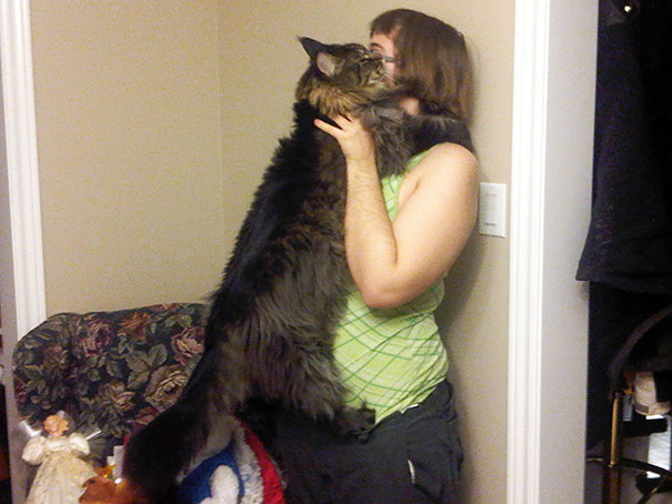 A large Maine C**n cat affectionately stretching up to nuzzle a person in a home setting.