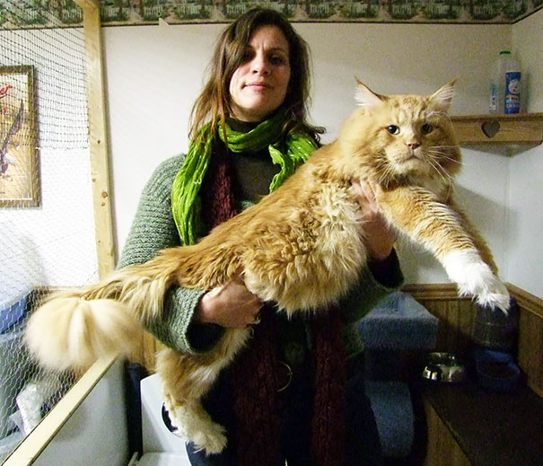 Woman holding a giant Maine C**n cat with fluffy orange fur, showcasing the large size and soft character of the breed