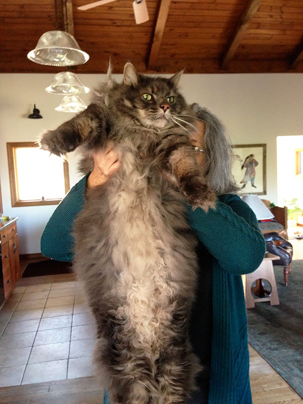 Giant Maine C**n cat with fluffy fur being held up in a cozy living room.