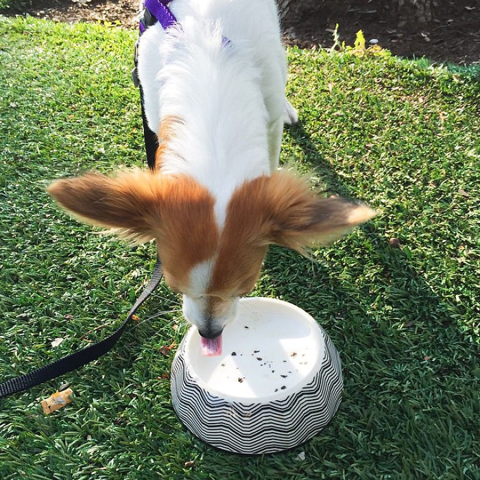 Mans Best Friend 'woofs' Down A Puppacino, The Latest Craze To Hit The Australian Café Scene. Mans Best Friend 'woofs' Down A Puppacino, The Latest Craze To Hit The Australian Café Scene.