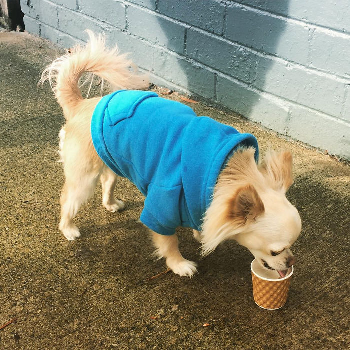 Mans Best Friend 'woofs' Down A Puppacino, The Latest Craze To Hit The Australian Café Scene. Mans Best Friend 'woofs' Down A Puppacino, The Latest Craze To Hit The Australian Café Scene.